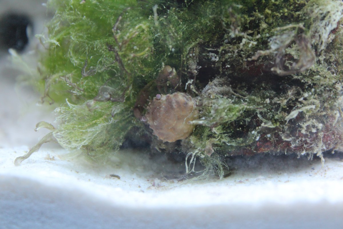 Alga filamentosa verde cubriendo roca viva en un acuario marino, con un pequeño cangrejo entre ella