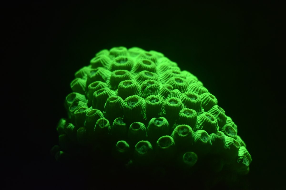 Coral con fluorescencia visible bajo iluminación LED de acuario
