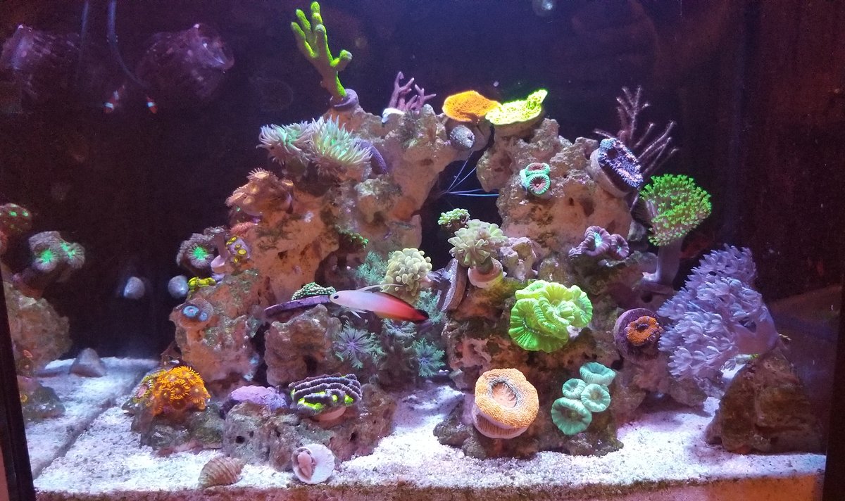 Nano reef de 14 galones con peces y corales bajo iluminación LED actínica