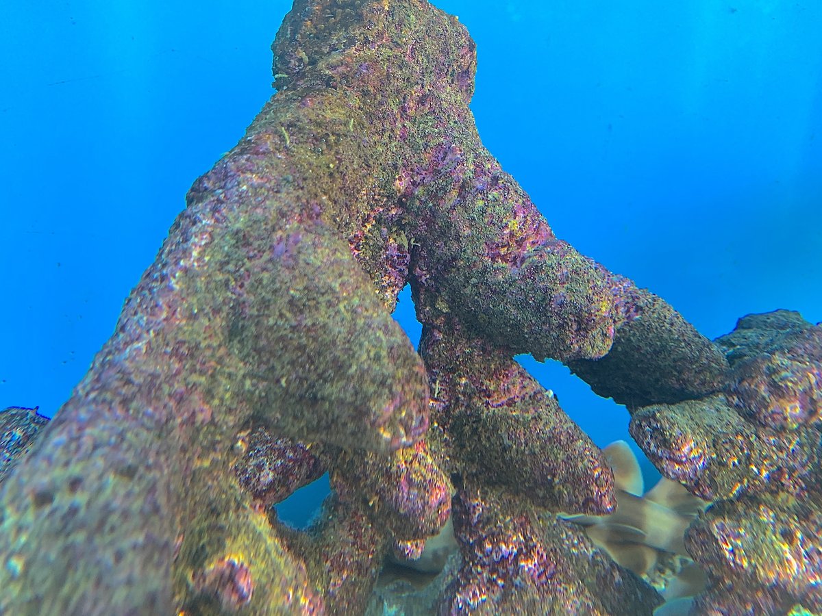 Roca viva ramificada colonizada por algas coralinas en un acuario marino